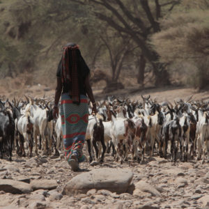 A woman herding yak. Credit: Deborah Espinoza