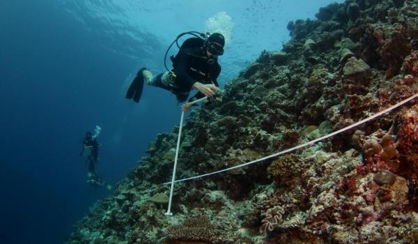 Diver measures coral reef