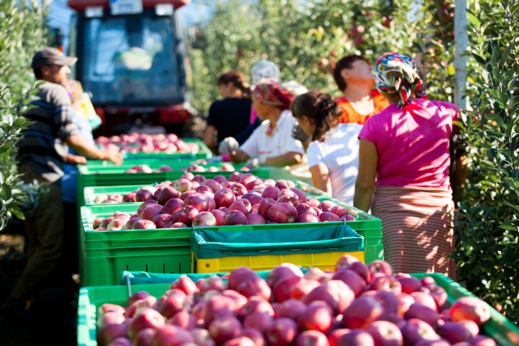 apple harvesting