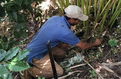 A man harvesting tropical plants