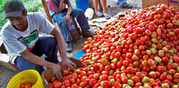 Improving tomato crop production in Honduras. 