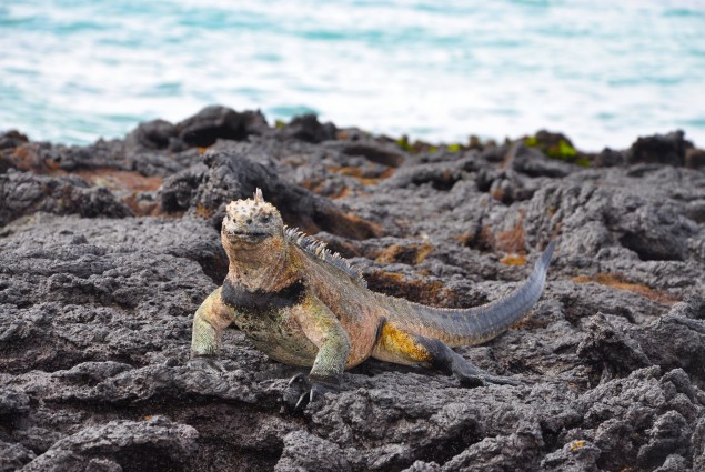 Galápagos marine iguana