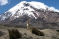 Llama at Chimborazo 