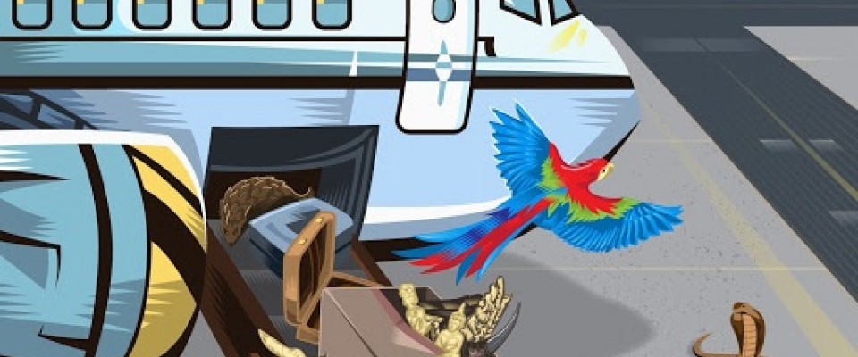 A cartoon of an airplane with various animals coming out of the cargo area