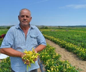 Turning New Chili Pepper Crop Into Commercial Business