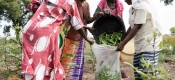 women load produce into a large container