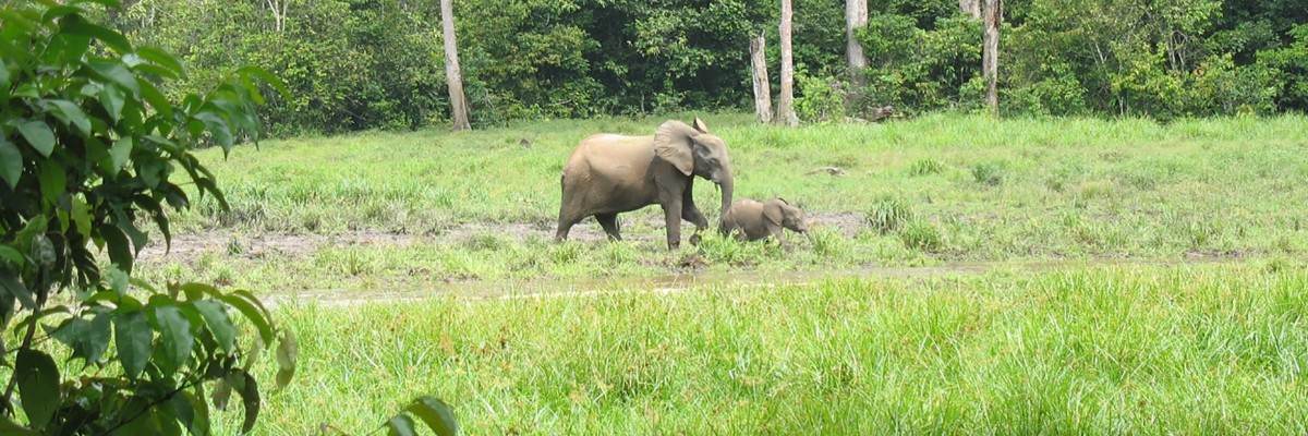 Forest elephants seek minerals in a forest clearing protected by USAID's Central Africa Regional Program for the Environment. Dzanga Dzanga National Park, Central African Republic. Photo Credit: USAID